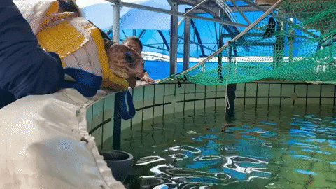 giphyupload two oceans aquarium turtle rescue turtle rehab nobomvu GIF