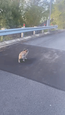 Koala Takes a Stroll Down Road