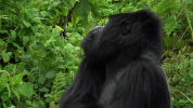 symphony for our world GIF by Nat Geo Wild 