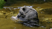 symphony for our world GIF by Nat Geo Wild 