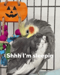 Bedtime Nap Time GIF