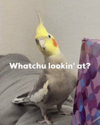 What You Looking At GIF