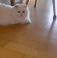 Cats Oops GIF