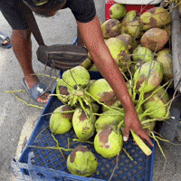 Coconut Water Coco GIF