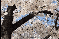 Flower Horse GIF by Tomtomi