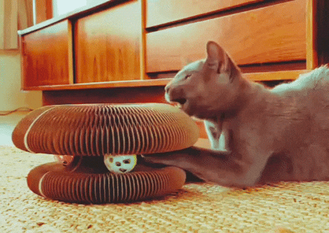 Cat Vintage GIF