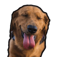 wousic golden golden retriever mocca youre so golden Sticker