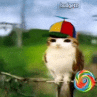 Cute Cat Lollipop GIF