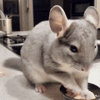 Cookie Sue GIF