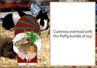 Bunny Rabbit Gnome GIF
