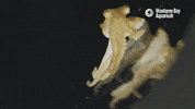 Marine Life GIF by Monterey Bay Aquarium