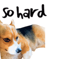 Corgi Milo Sticker