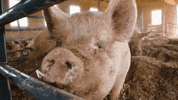 mercyforanimals vegan adorable pig vegetarian GIF