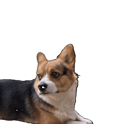 Corgi Milo Sticker