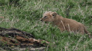 big cat love GIF by BBC Earth