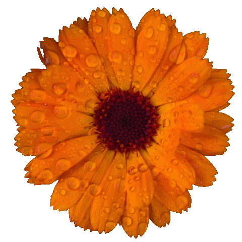 Flowering Orange Flower Sticker