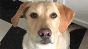 dog GIF