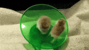 fun hamsters GIF
