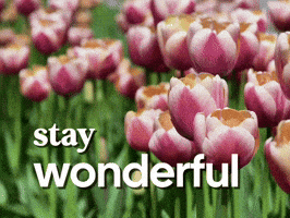 Spring Season Flower GIF by Sealed With A GIF