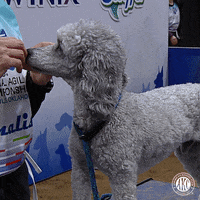 Espn Dog GIF by American Kennel Club