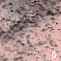 Marine Life Beach GIF by Shark Week