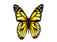 Yellow Butterfly Sticker