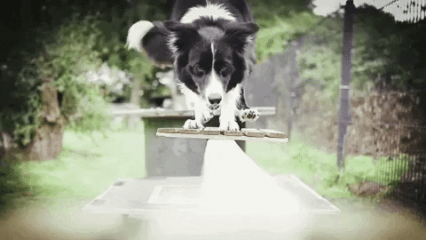 Border Collie Dog GIF by Ninjadogs by Hundeschule Heinrichsen