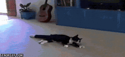 it's a trap cat GIF by Cheezburger