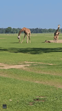 Curious Giraffe Inspects Baby Deer at Louisiana Wildlife Park