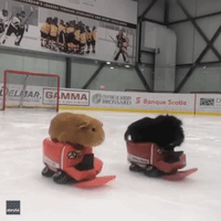 Furballs on Ice: Guinea Pigs Ride Mini Zambonis at Montreal Rink