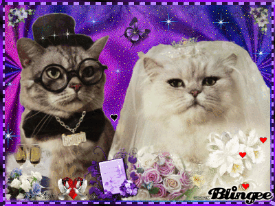 cat wedding GIF