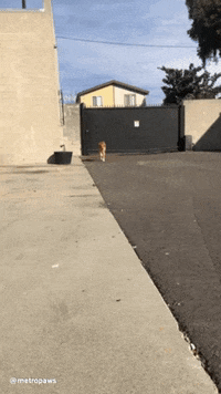 metropaws  GIF