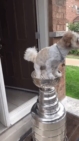 Stanley Cup Dog GIF by NBC Sports Washington