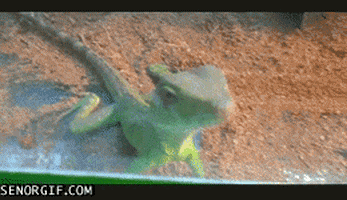 sassy lizards GIF by Cheezburger
