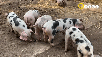 Piggy Pigs GIF by Bremen Vier