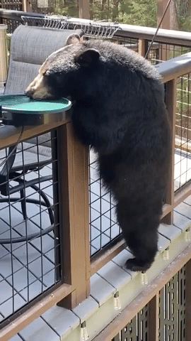 Momma Bear Skillfully Scales Porch Ledge
