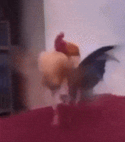 Rooster Chicken Meme GIF