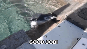 Baby Penguin Practices Swimming