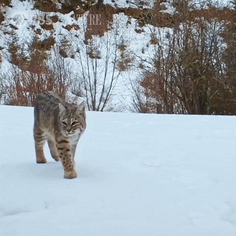 Pbs Nature Animales GIF by Nature on PBS