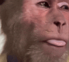 Monkey Baboon GIF