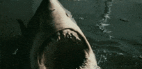 biting shark week GIF