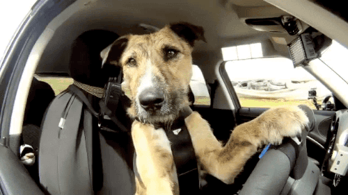 dog car GIF