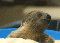 sandiegozoo funny cute lol baby GIF