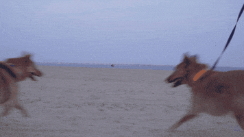 subpoprecords dogs skate windows sub pop GIF