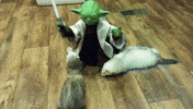 ferret must GIF