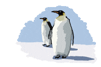 pingouin STICKER by Marc Lariviere