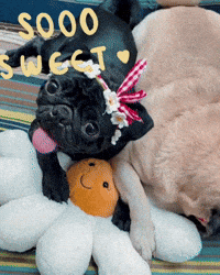 Pugface Pug Smile GIF