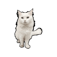 Cat Whitecat Sticker