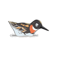 Red-Necked Phalarope Bird Sticker