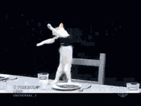 cat GIF